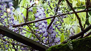 Backyard Garden Flowers